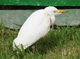 cattle egret